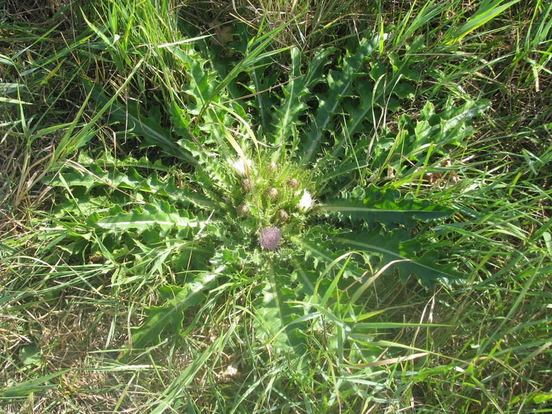 Cirsium roseolum photo 4