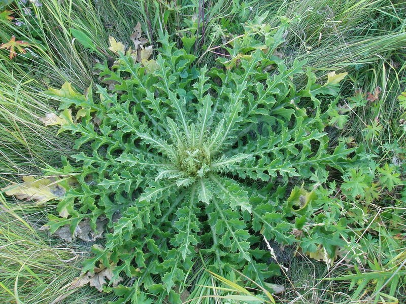 Cirsium roseolum photo 5