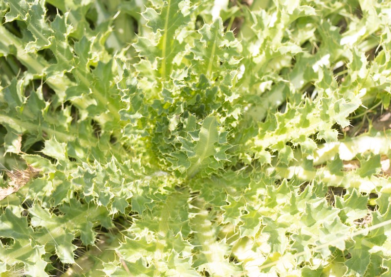 Cirsium roseolum photo 6