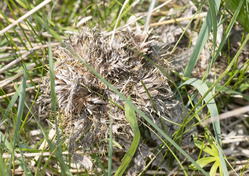 Cirsium roseolum photo 7