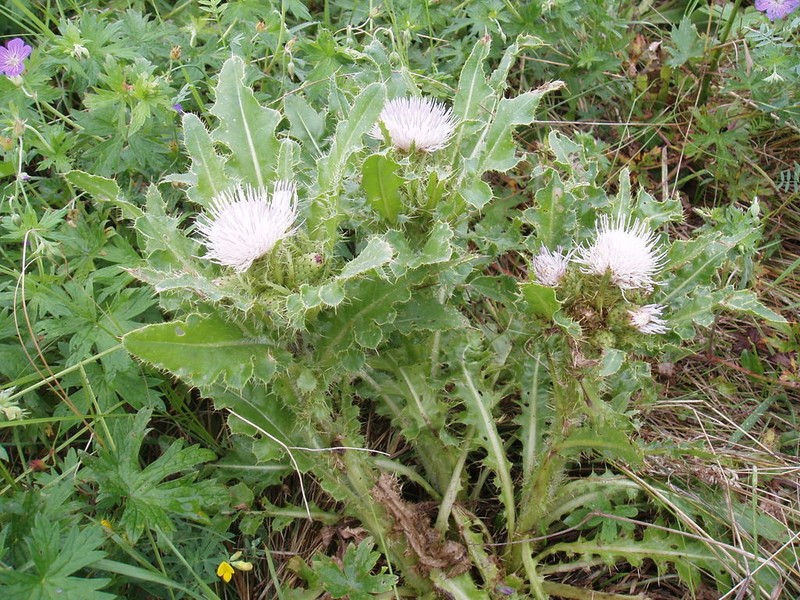 Cirsium roseolum photo 8