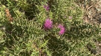 Cirsium rosulatum