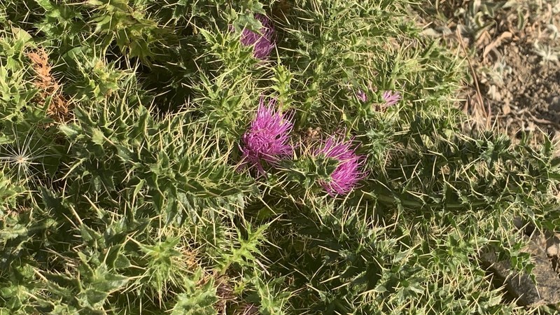 Cirsium rosulatum