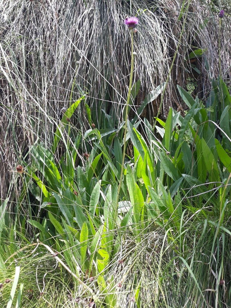 Cirsium rosulatum photo 3