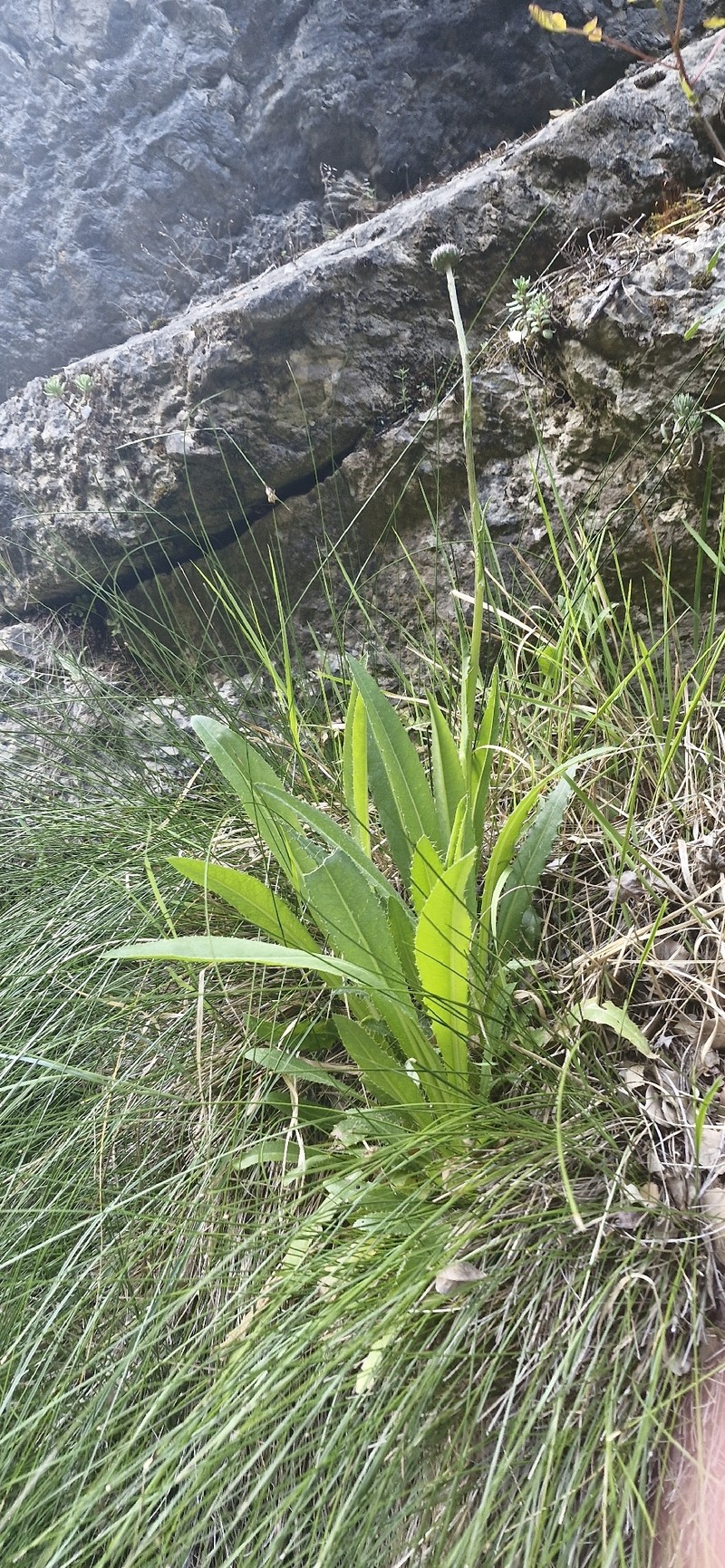 Cirsium rosulatum photo 4