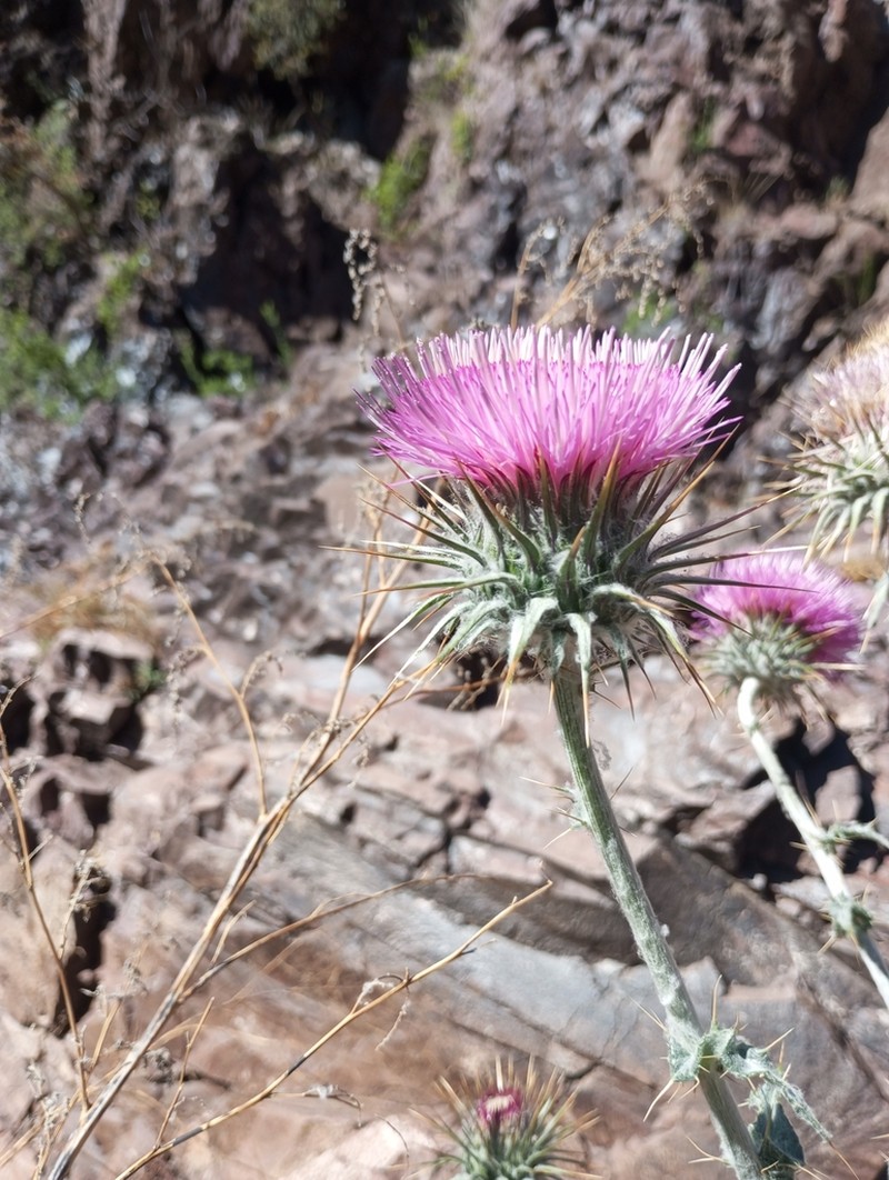Cirsium rupinarum
