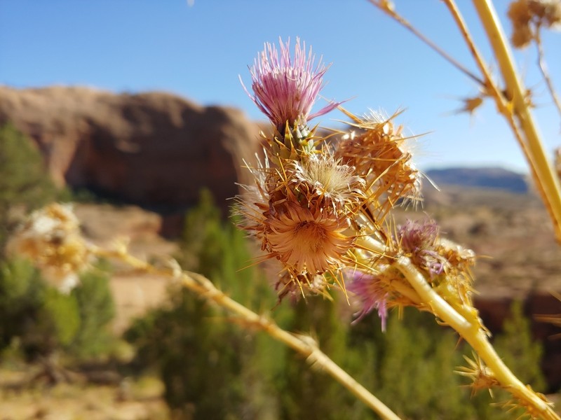 Rydberg's Thistle