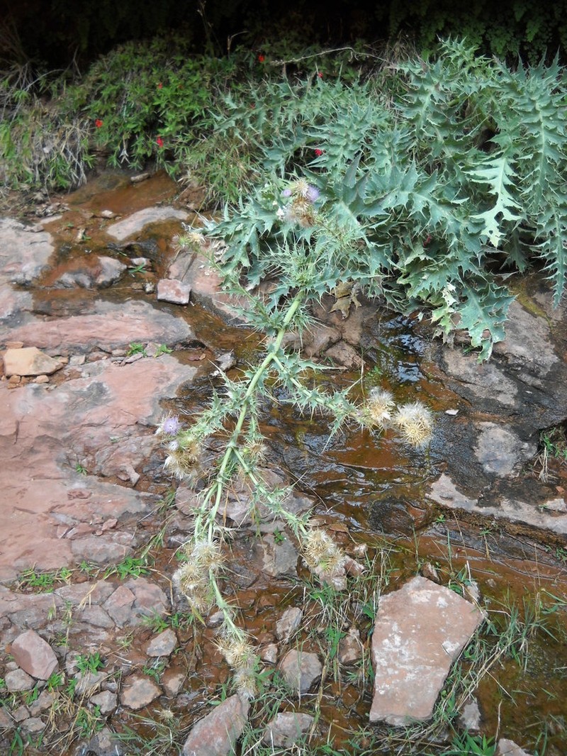 Rydberg's Thistle photo 2