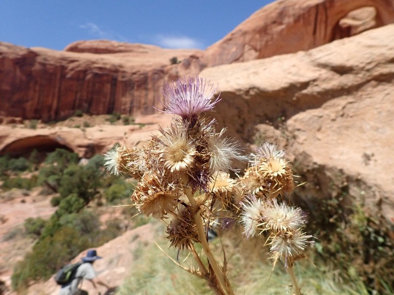 Rydberg's Thistle photo 3