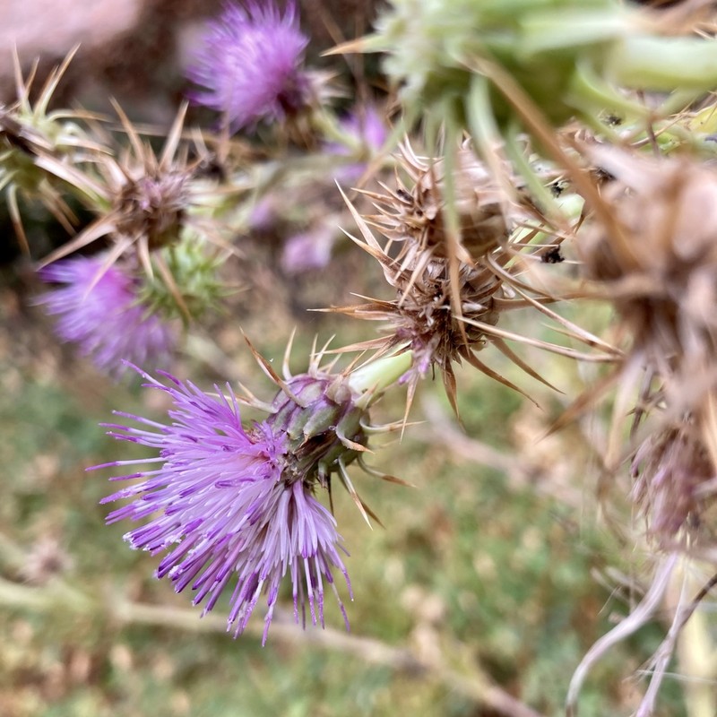 Rydberg's Thistle photo 4