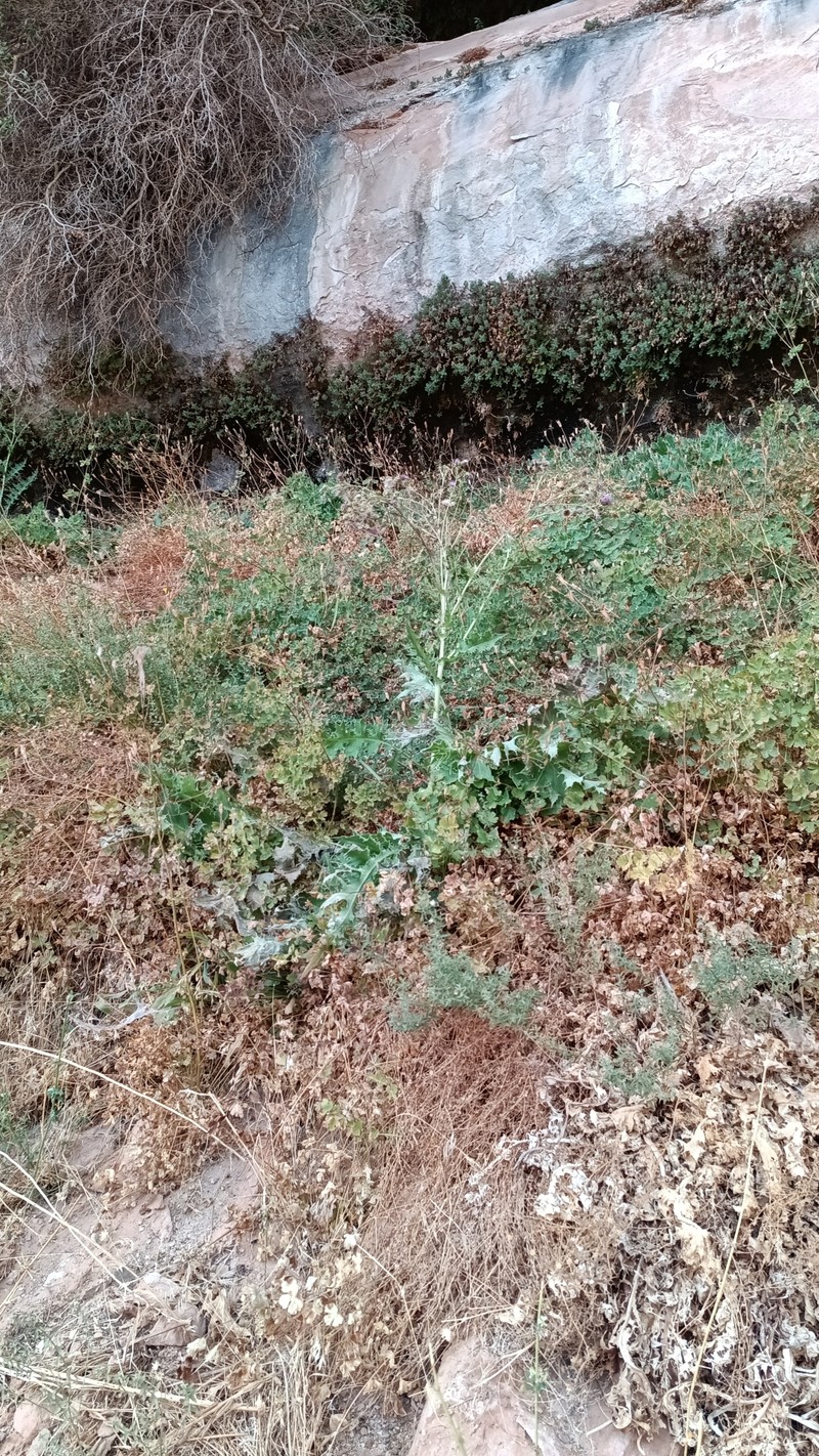 Rydberg's Thistle photo 6