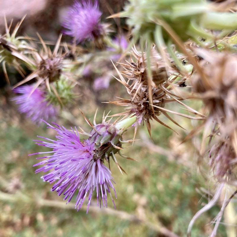 Rydberg's Thistle photo 7