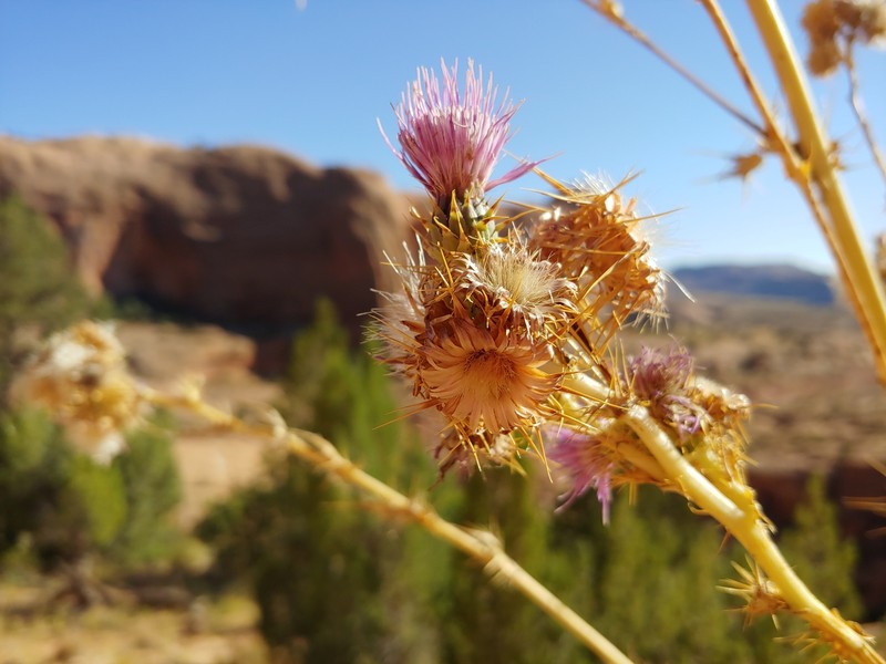 Rydberg's Thistle photo 8