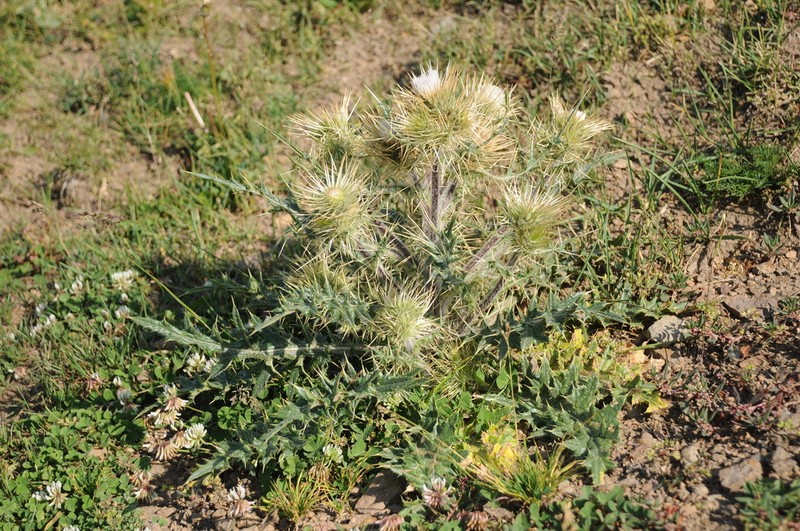 Cirsium sairamense