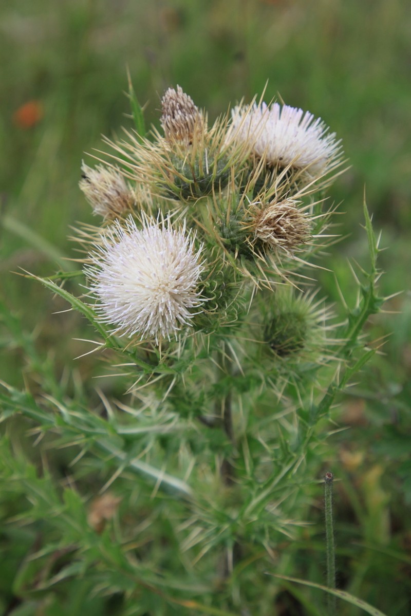 Cirsium sairamense photo 2