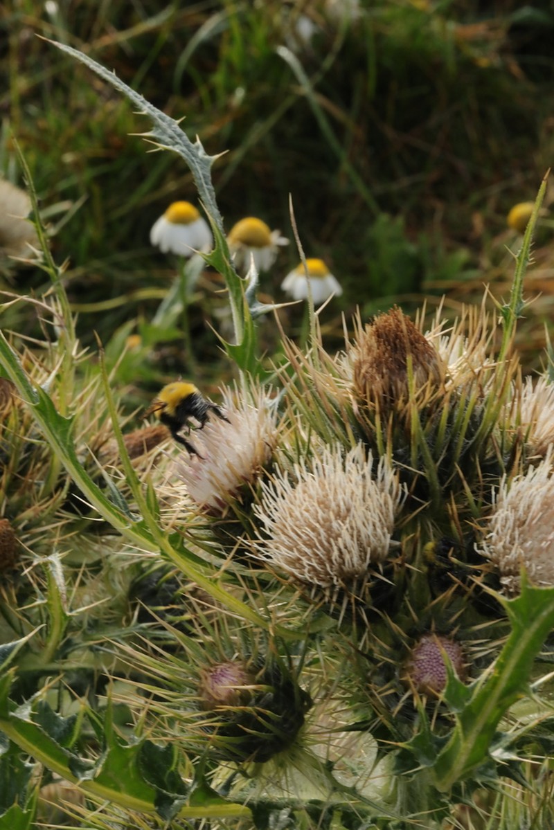 Cirsium sairamense photo 3