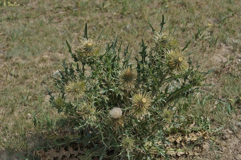Cirsium sairamense photo 4