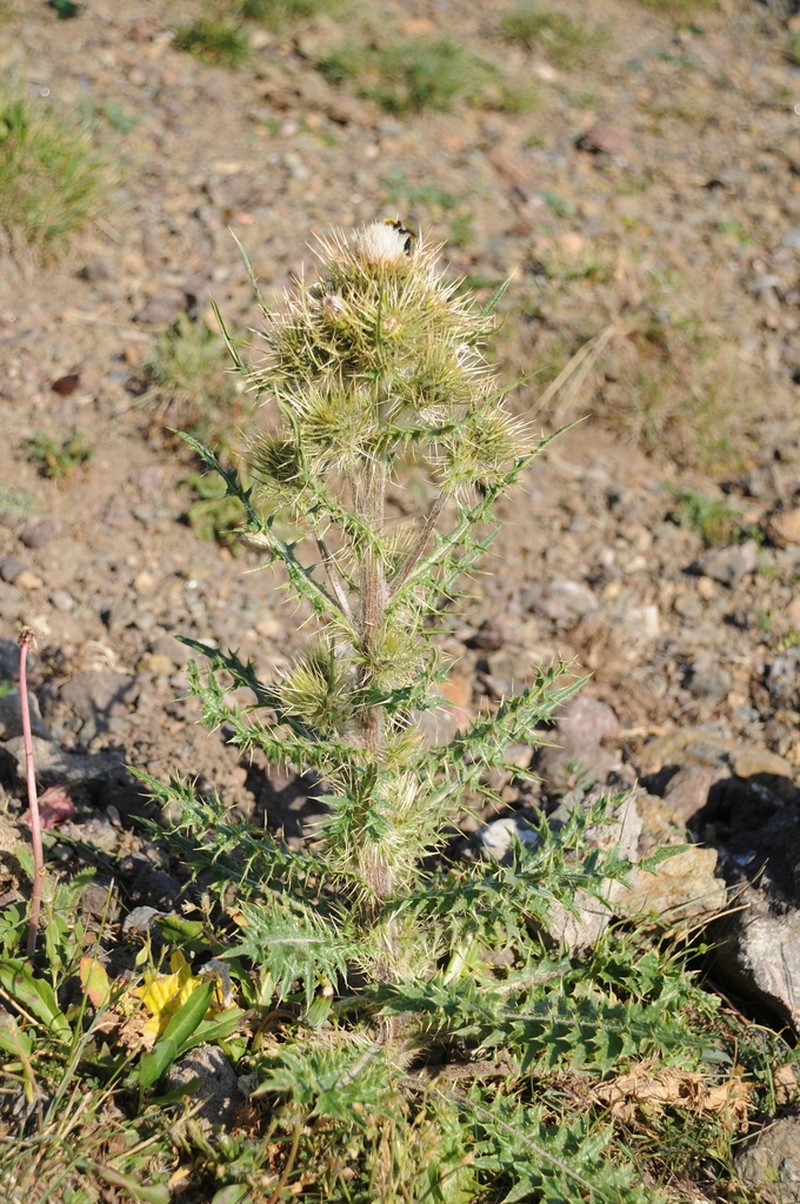 Cirsium sairamense photo 5