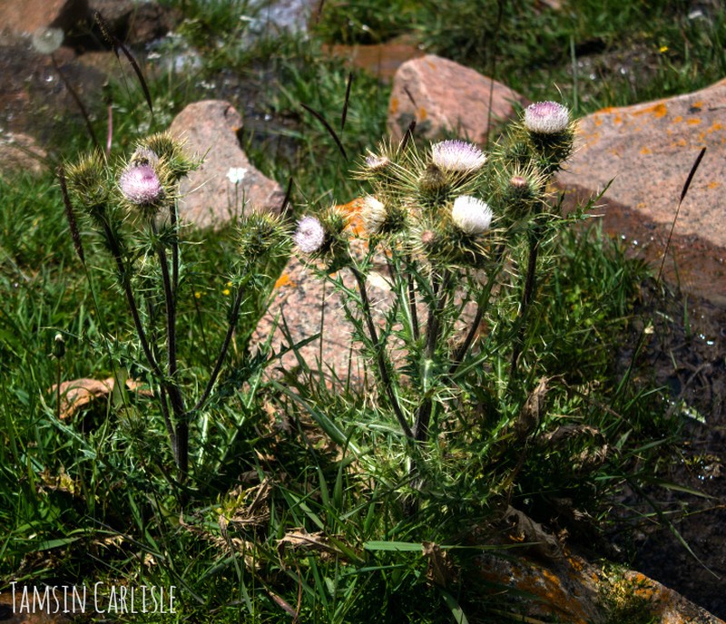 Cirsium sairamense photo 6
