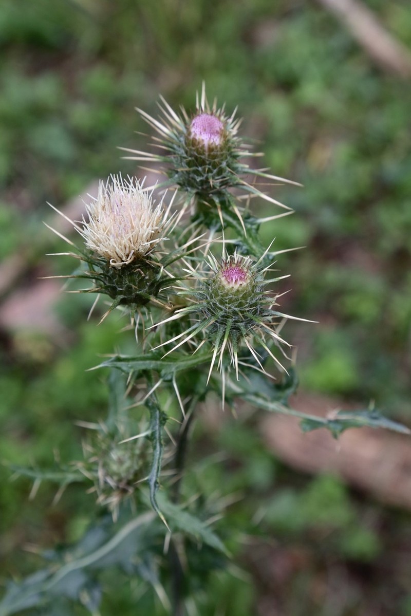 Cirsium sairamense photo 7