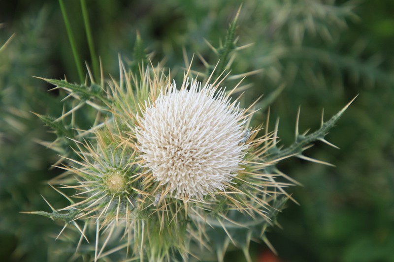 Cirsium sairamense photo 8