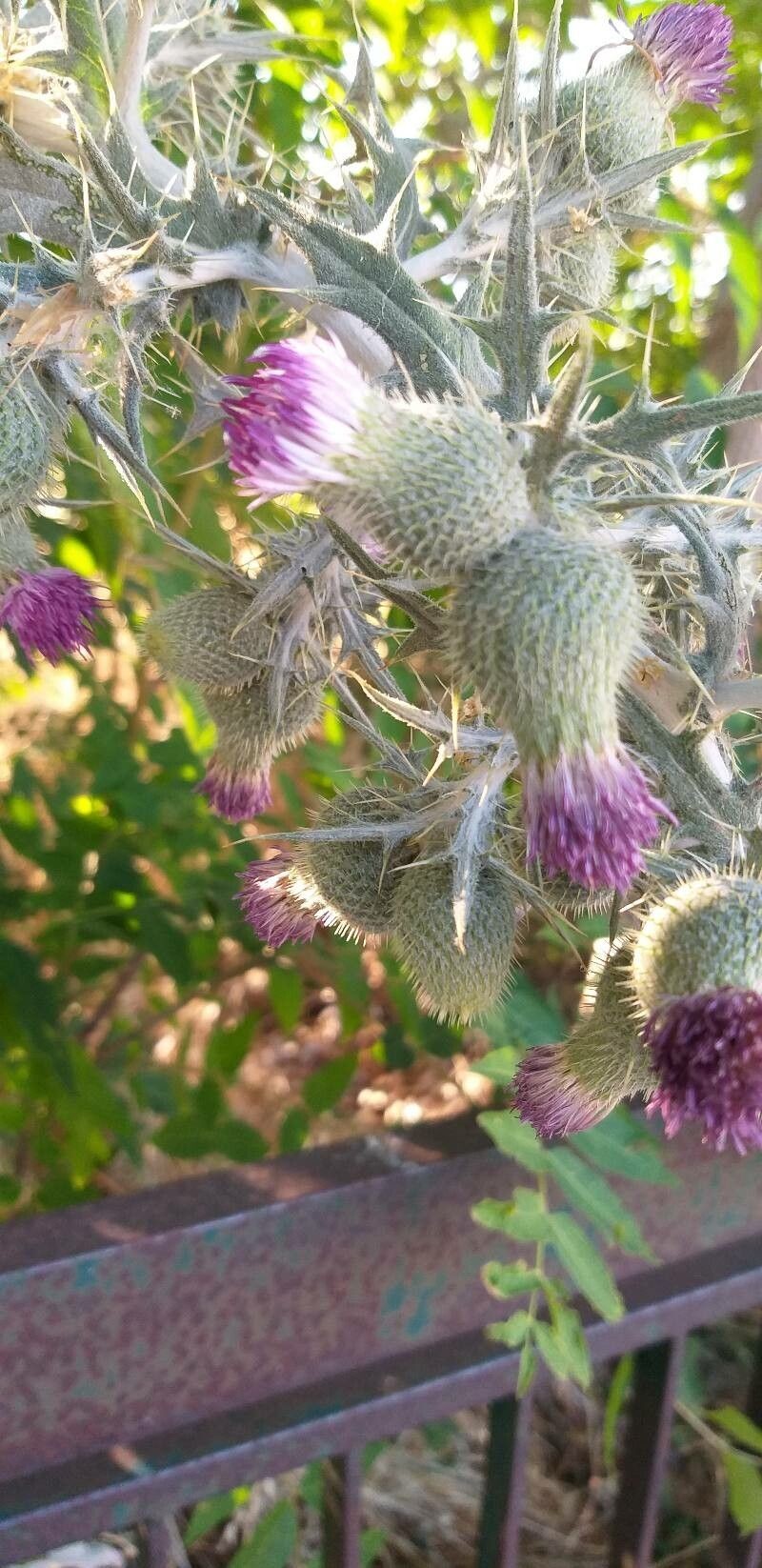 Rough Thistle photo 5