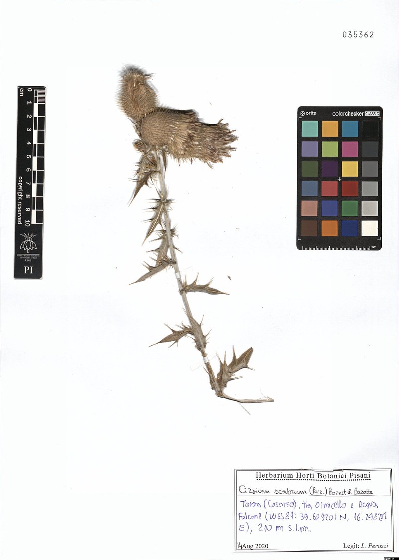Rough Thistle photo 6