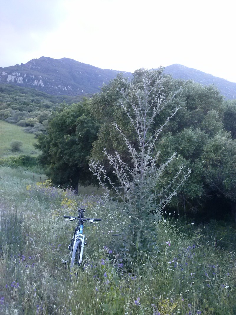 Rough Thistle photo 4