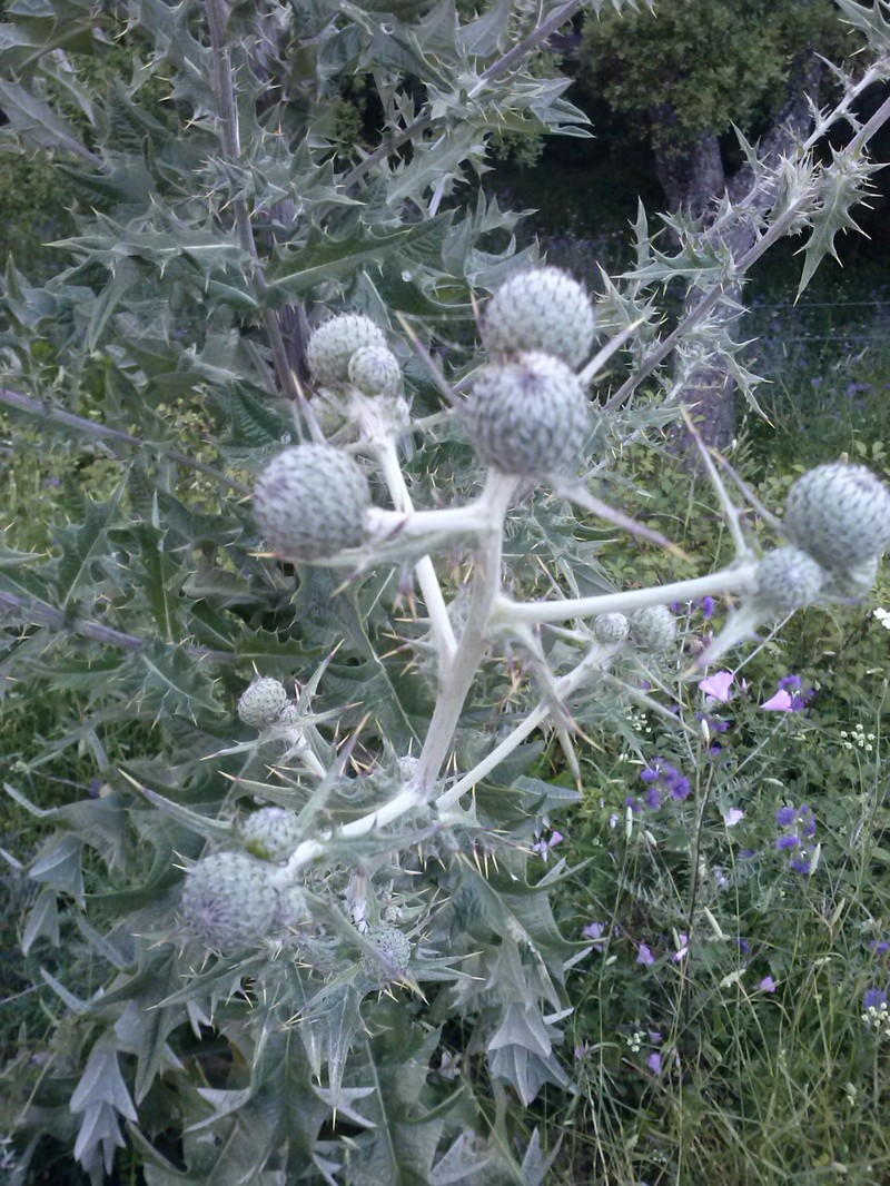 Rough Thistle photo 5