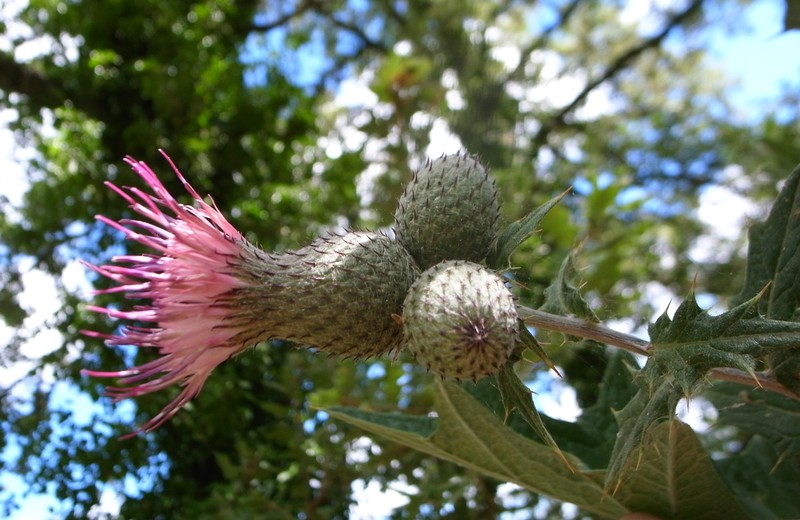 Rough Thistle photo 6