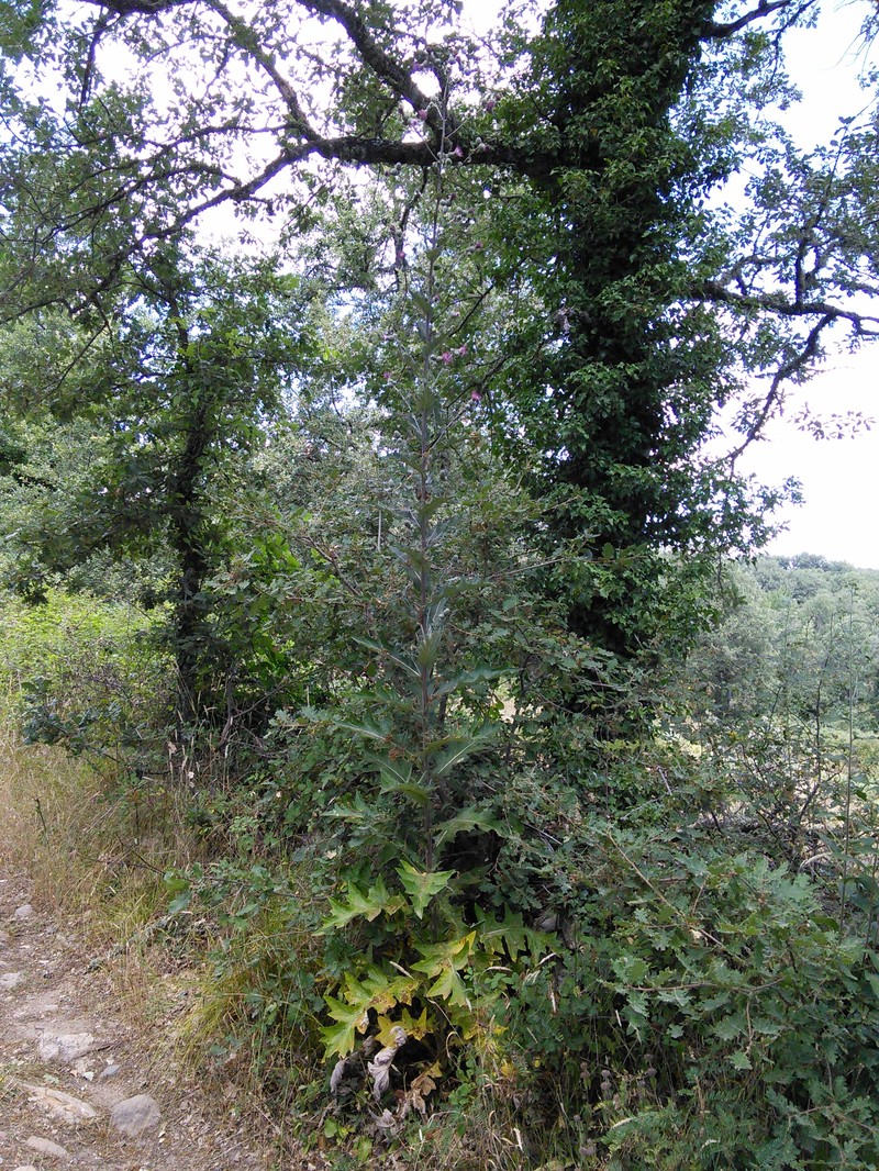 Rough Thistle photo 7