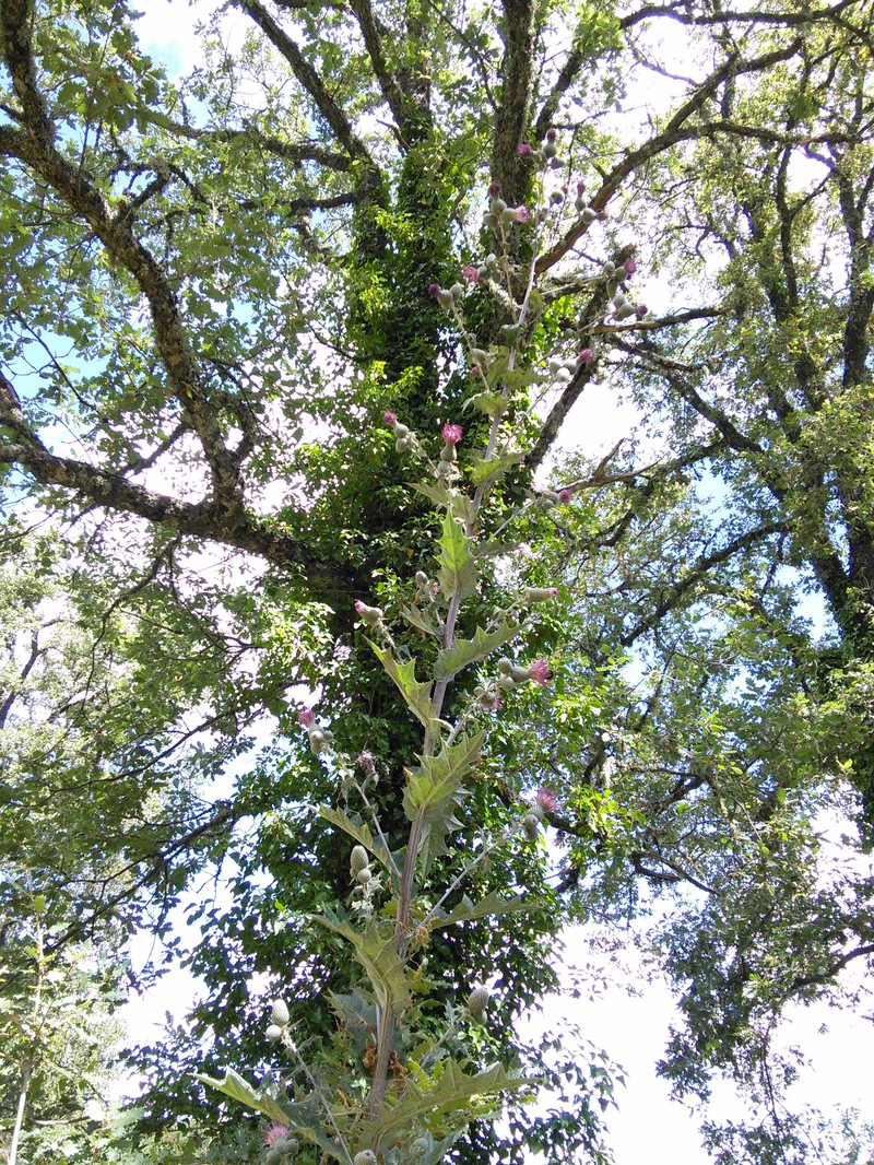 Rough Thistle photo 2