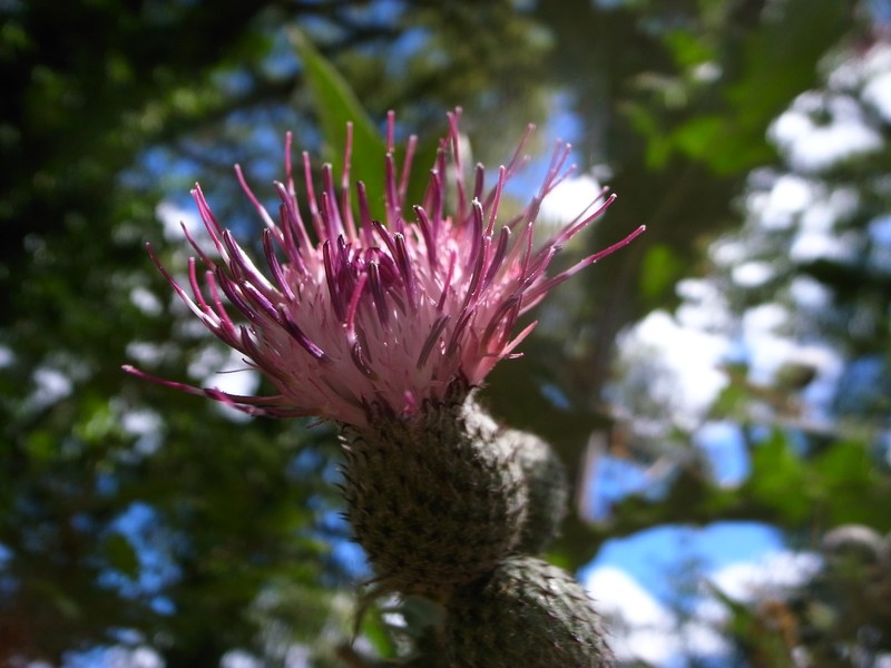 Rough Thistle