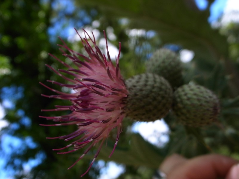Rough Thistle photo 3