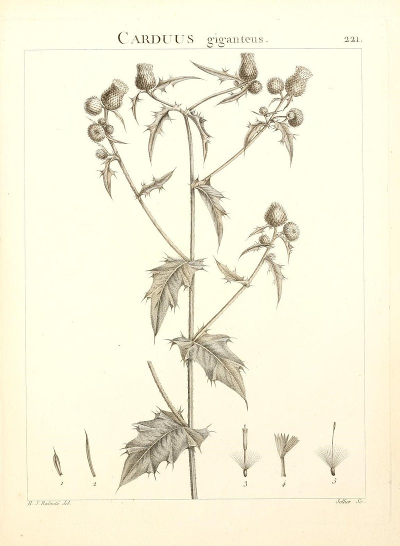 Rough Thistle photo 8