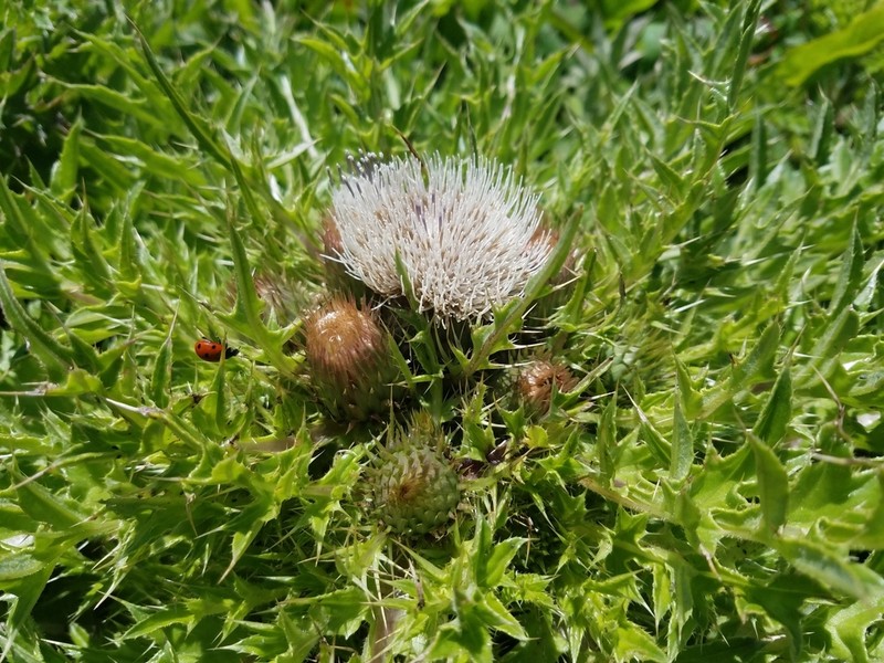 Meadow Thistle
