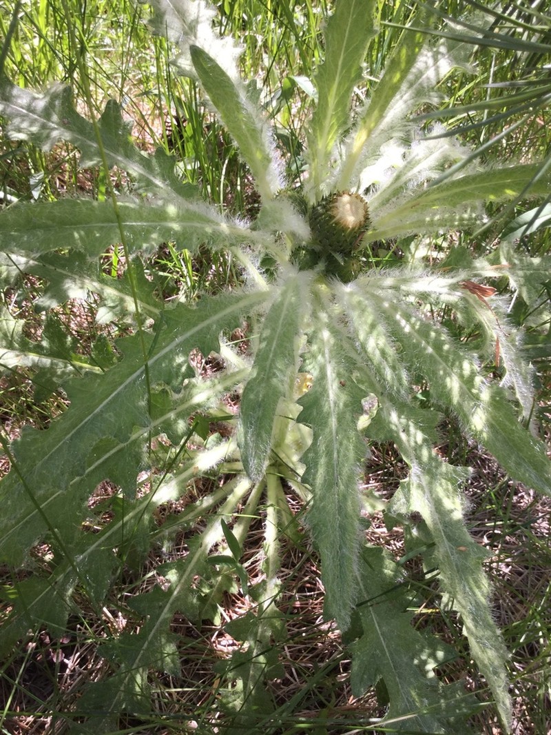 Meadow Thistle photo 2