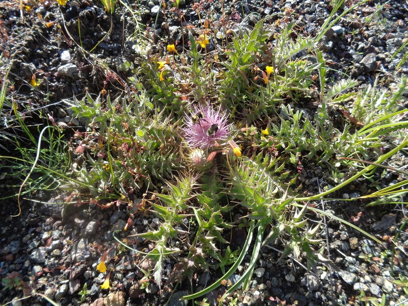 Meadow Thistle photo 3