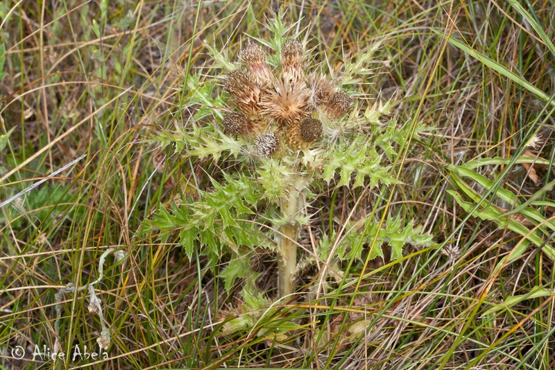 Meadow Thistle photo 4