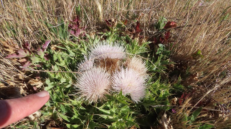 Meadow Thistle photo 5