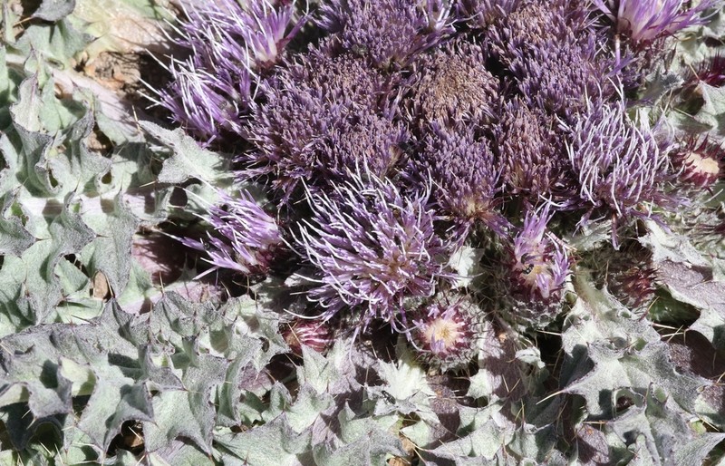 Meadow Thistle photo 6