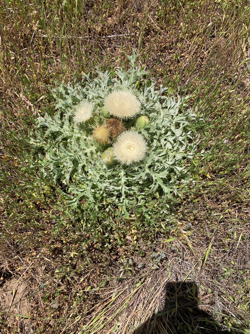 Meadow Thistle photo 7