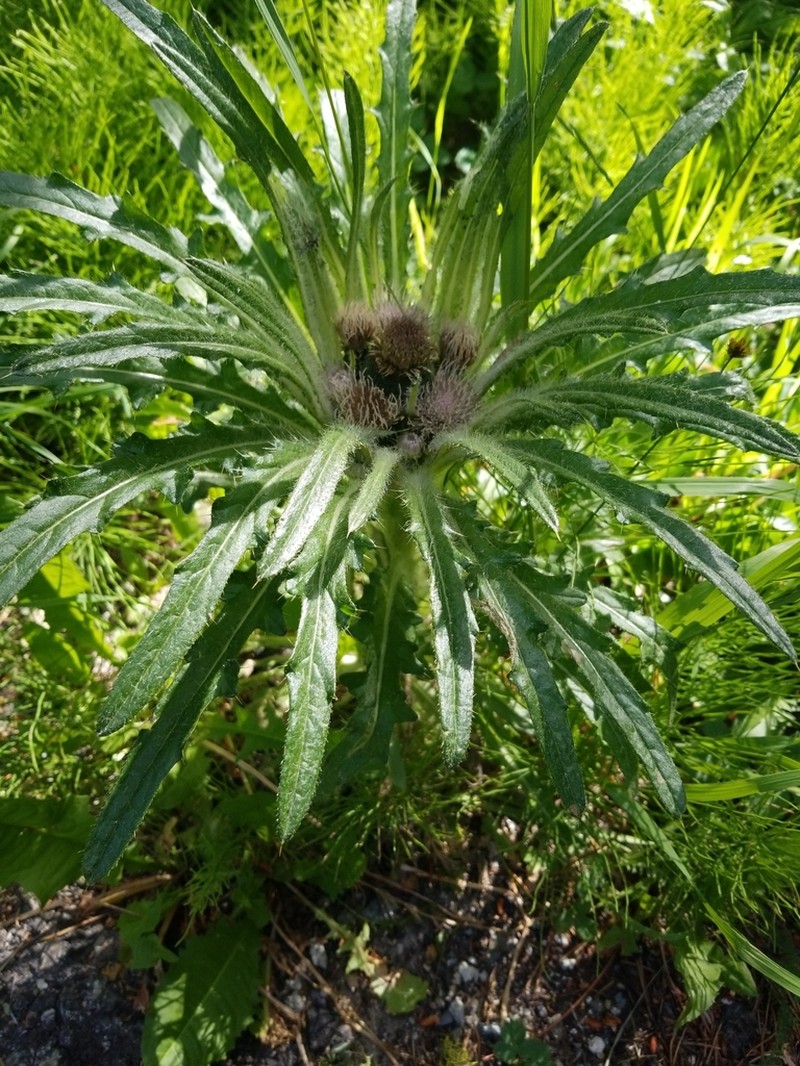 Meadow Thistle photo 8