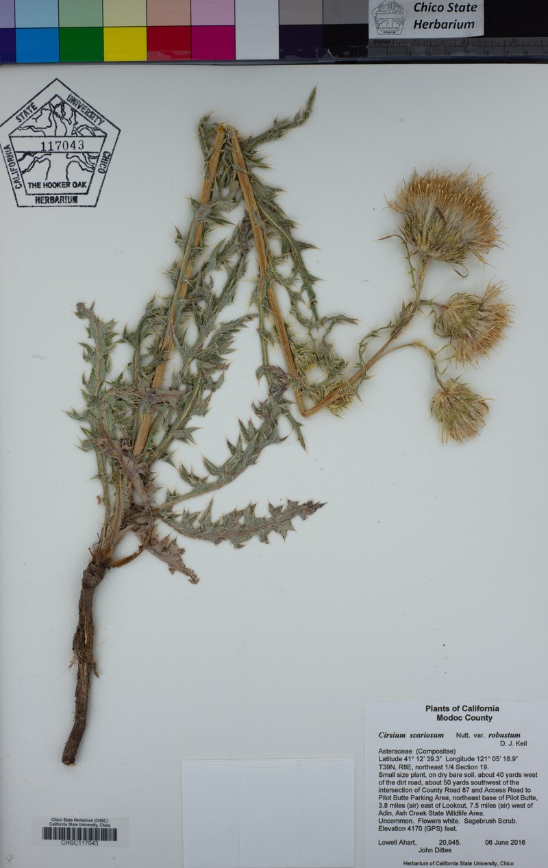 Cirsium scariosum var. robustum