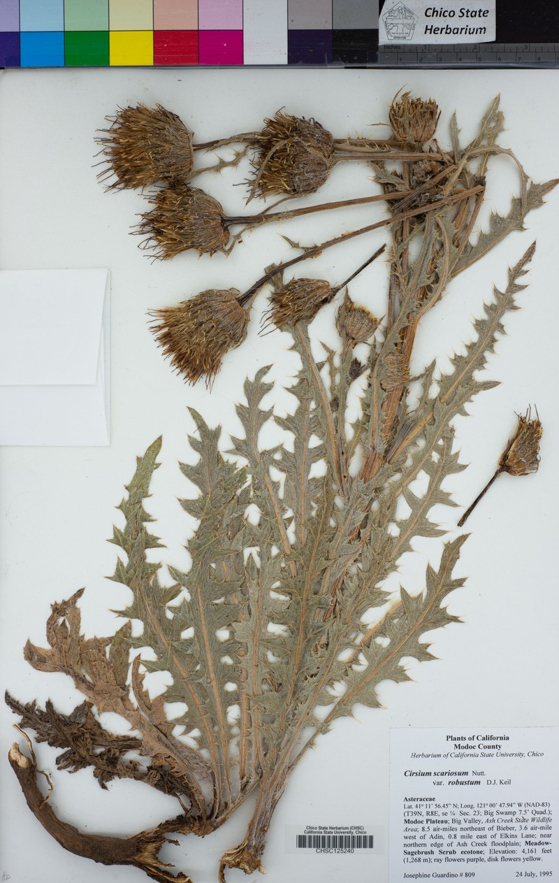 Cirsium scariosum var. robustum photo 2