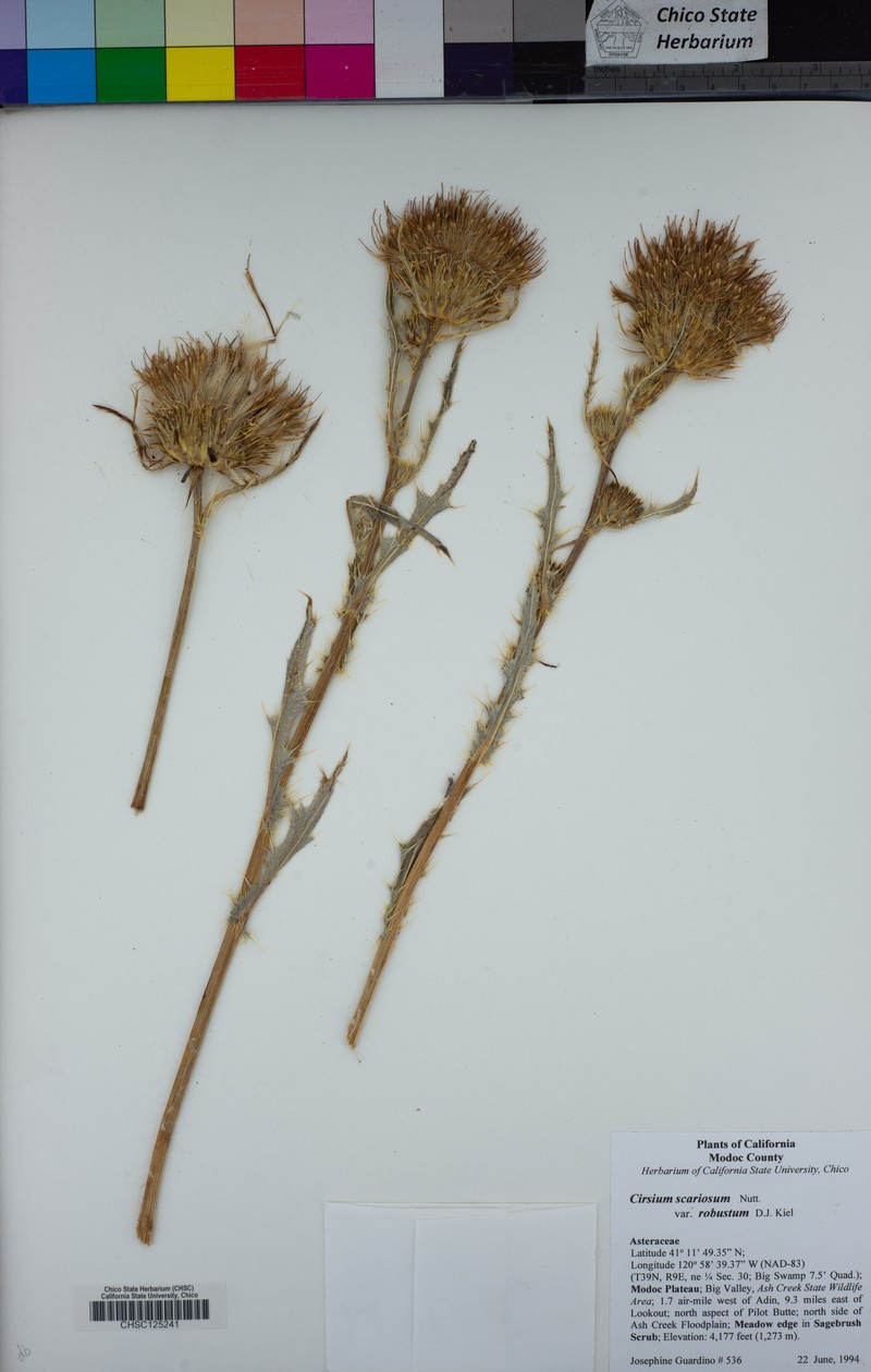 Cirsium scariosum var. robustum photo 3