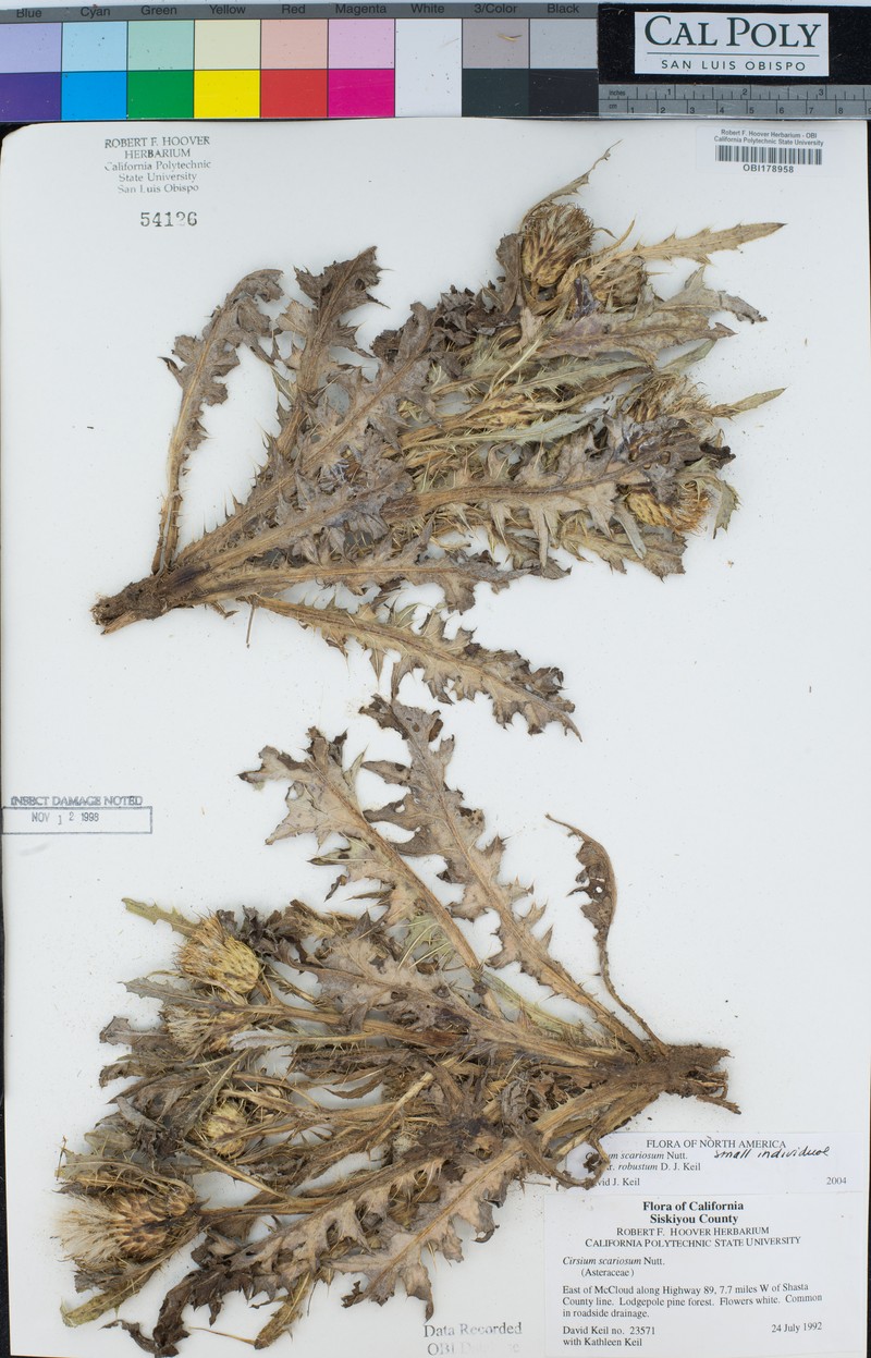 Cirsium scariosum var. robustum photo 4