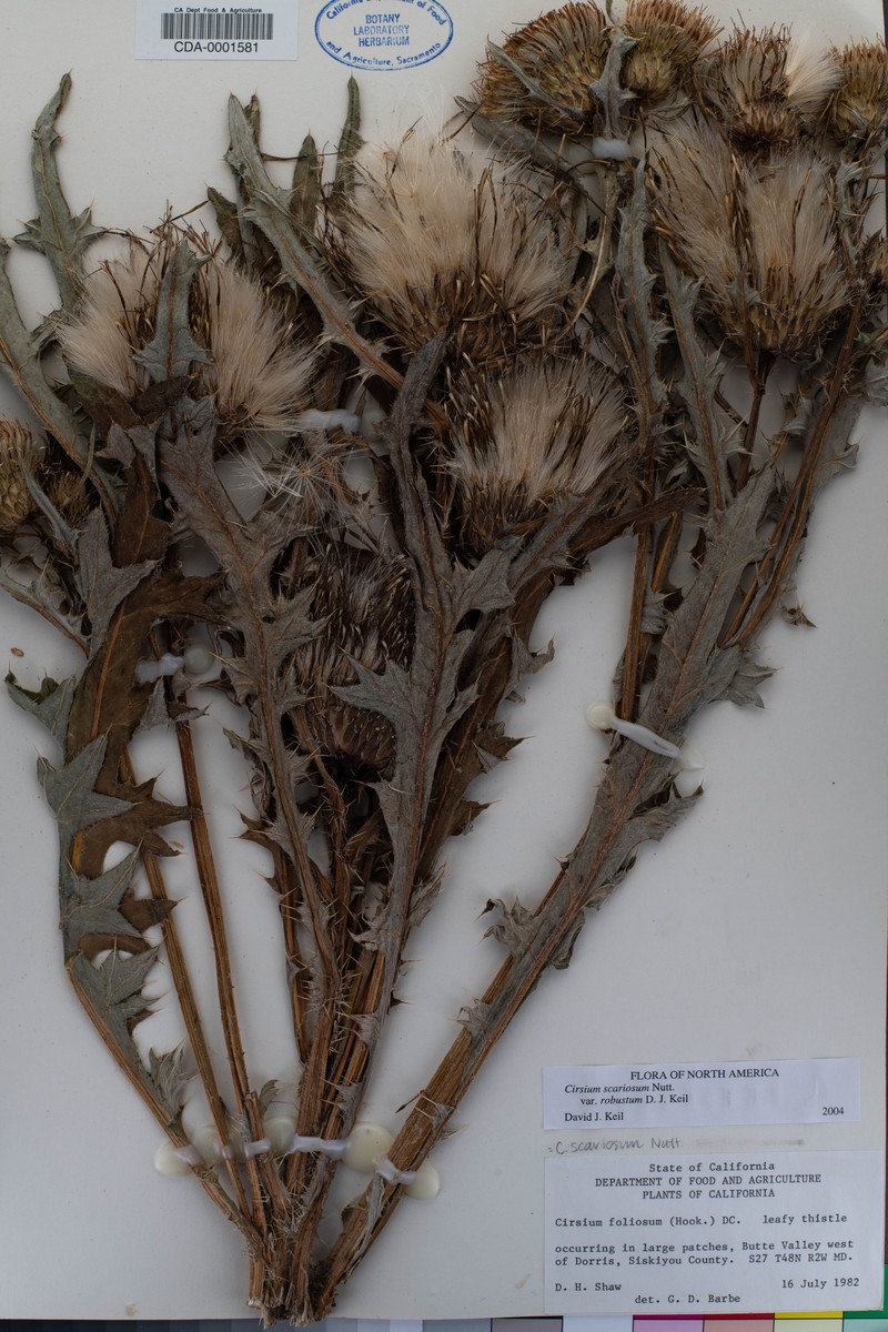 Cirsium scariosum var. robustum photo 5