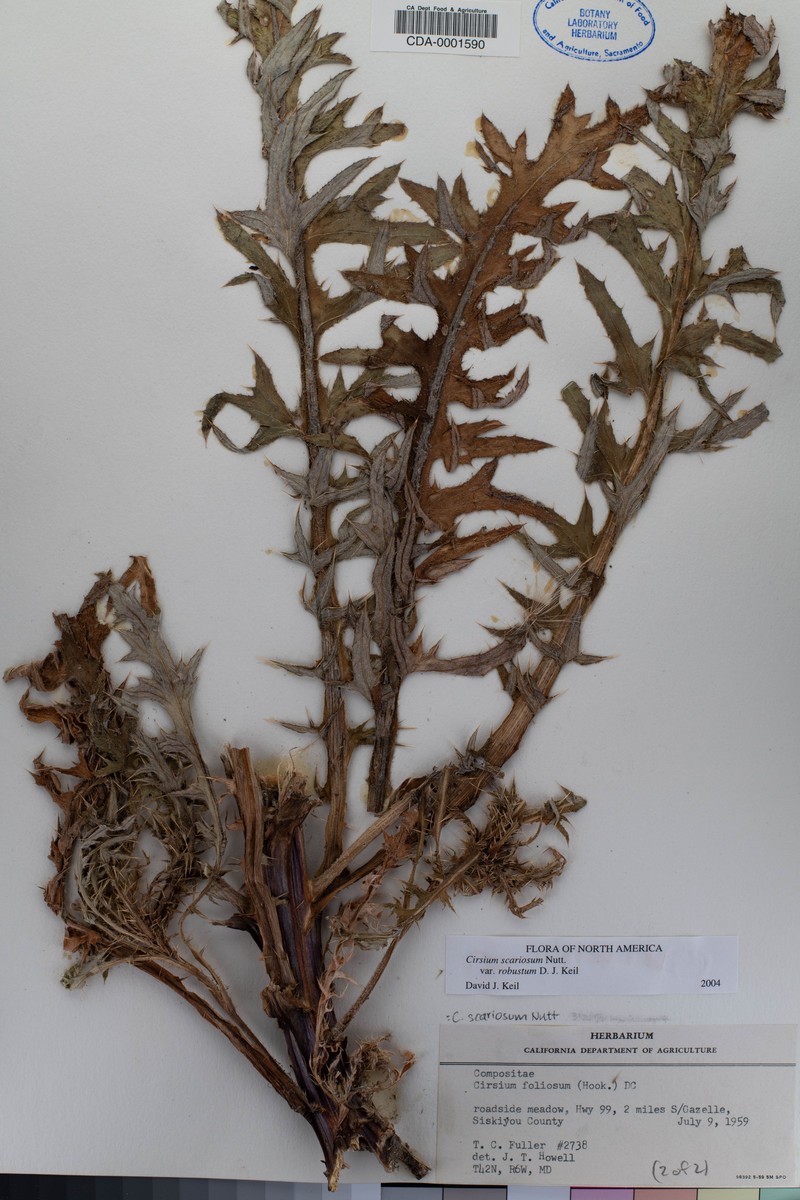 Cirsium scariosum var. robustum photo 6