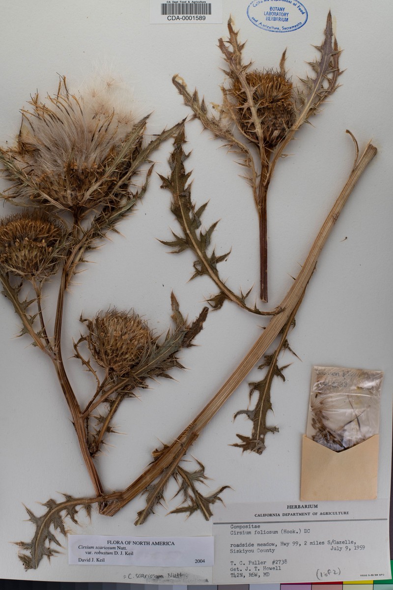 Cirsium scariosum var. robustum photo 7